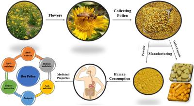 Bee pollen as a food and feed supplement and a therapeutic remedy: recent trends in nanotechnology